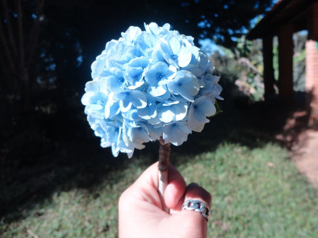 CLOSE-UP OF PERSON HOLDING FLOWER