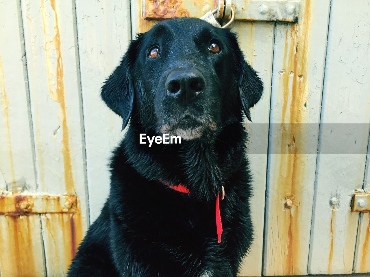 Close-up of black dog sitting against closed metallic door