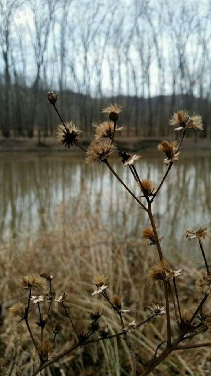 Close-up of dry plants against lake