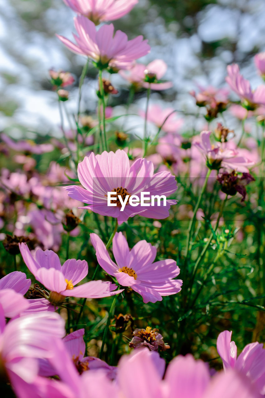 CLOSE-UP OF PINK COSMOS PURPLE FLOWERS