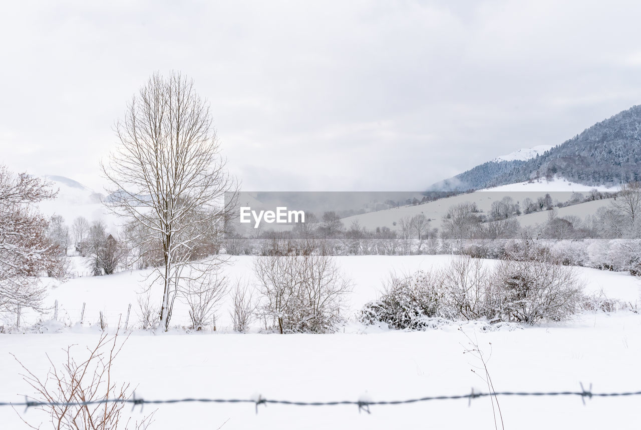 Trees on snow covered field against sky