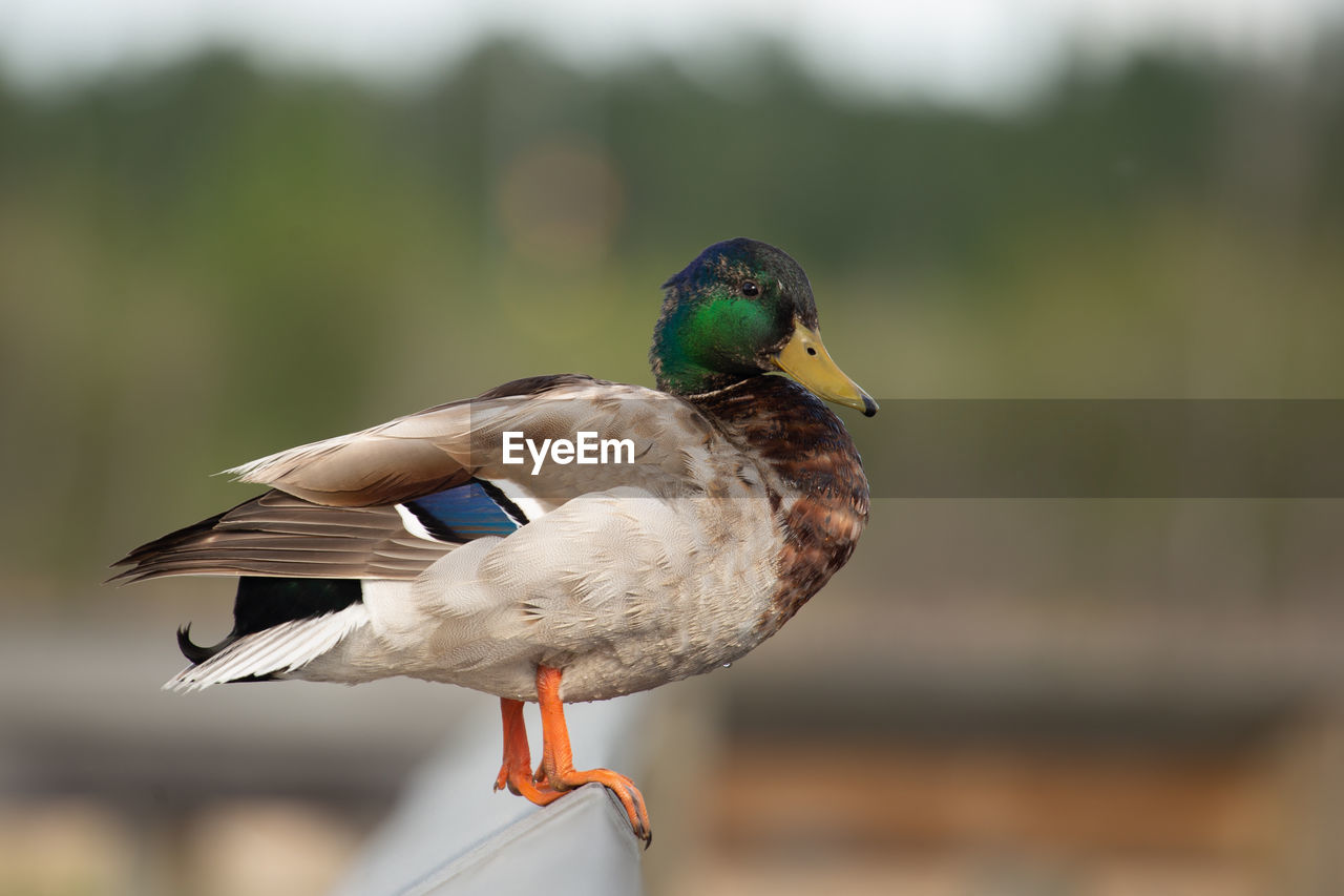 Close-up of mallard duck perching on railing