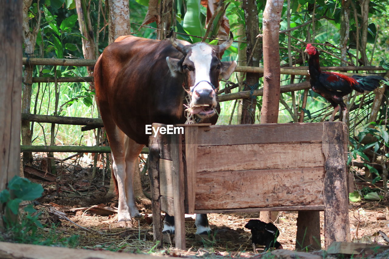 VIEW OF A HORSE IN THE GROUND