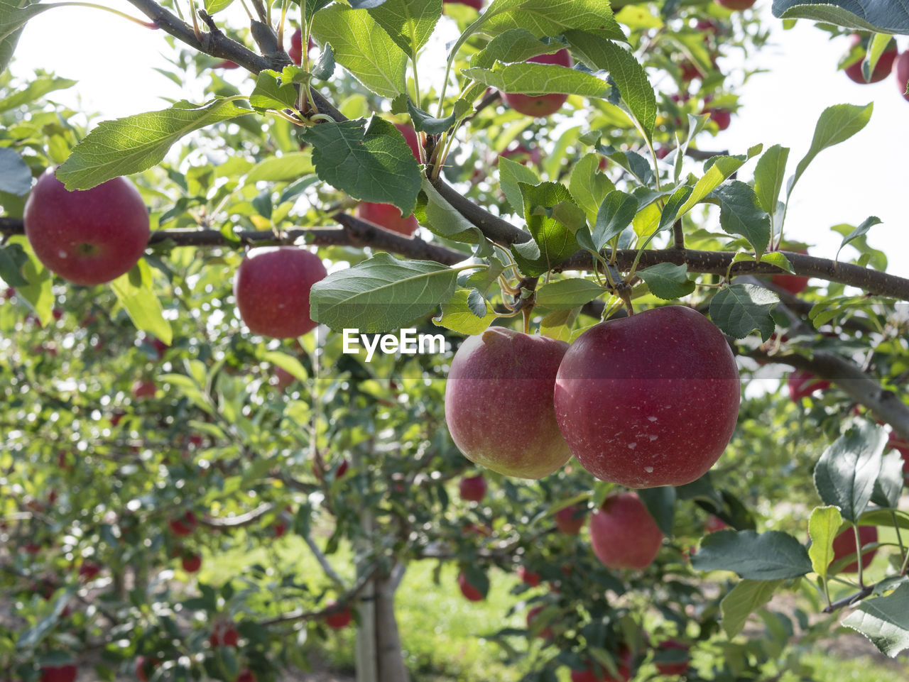 Apples growing on tree