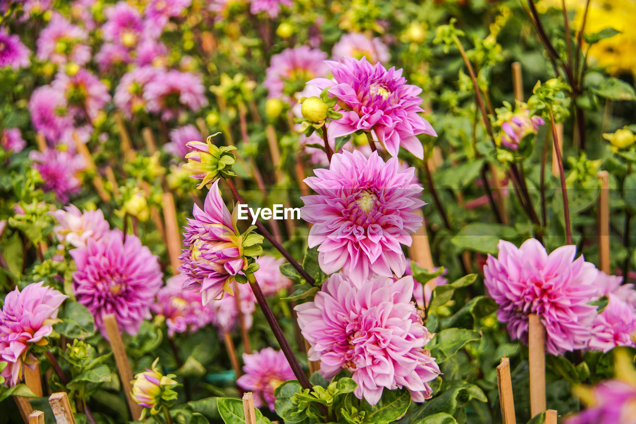 CLOSE-UP OF PINK FLOWERS