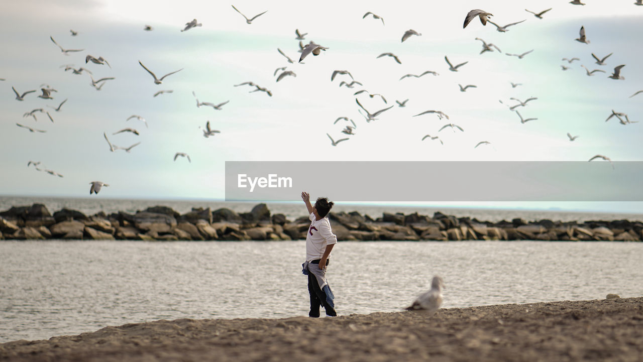 Seagulls flying over boy gesturing at beach