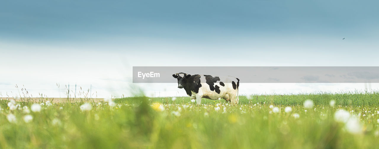 cow grazing on field