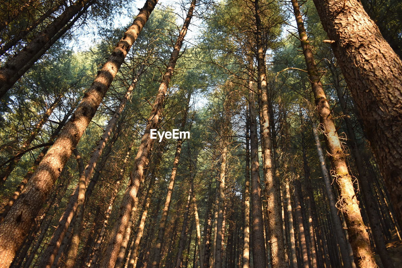 Low angle view of bamboo trees in forest