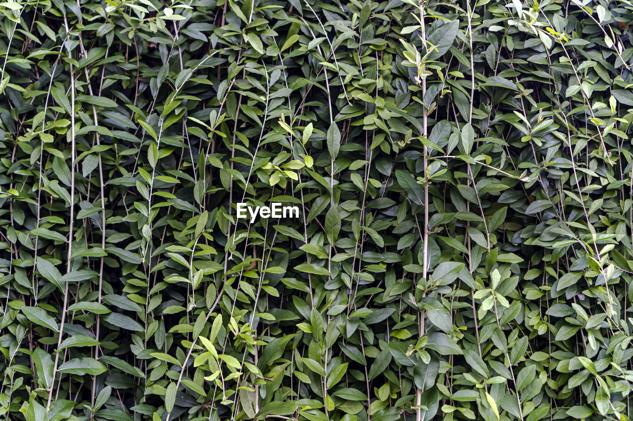 Full frame shot of bamboo plants on field