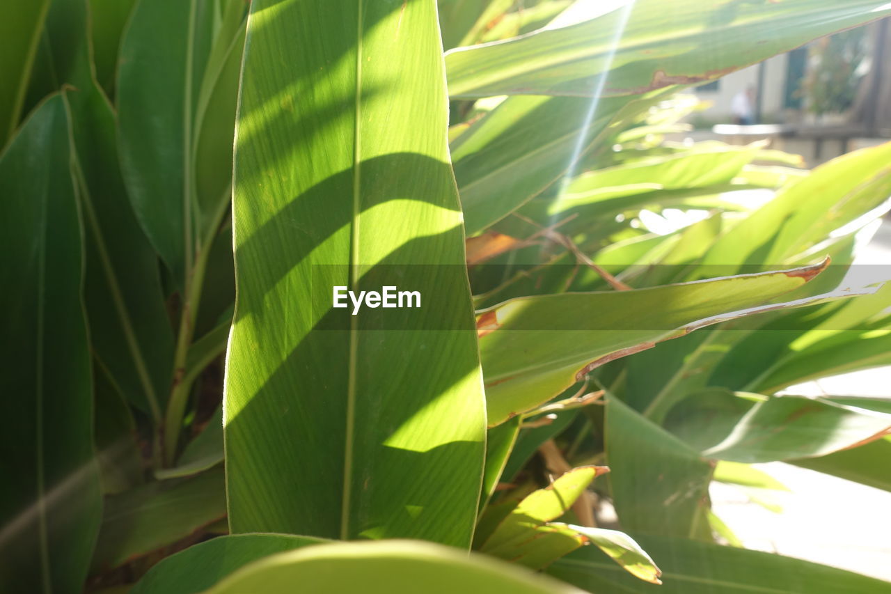 CLOSE-UP OF GREEN LEAVES IN SUNLIGHT