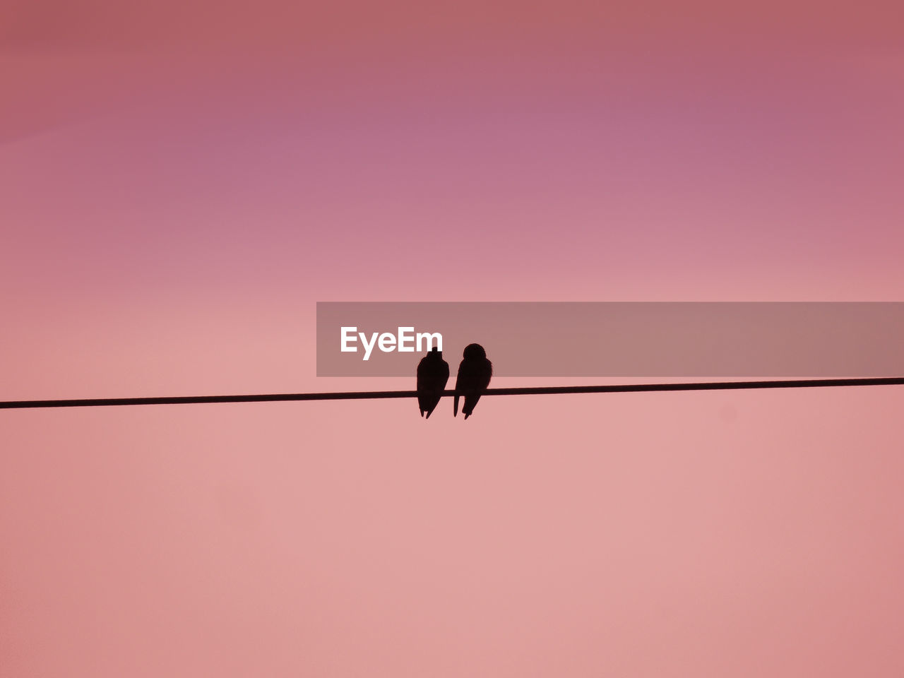 SILHOUETTE OF BIRD PERCHING ON CABLE AGAINST SKY