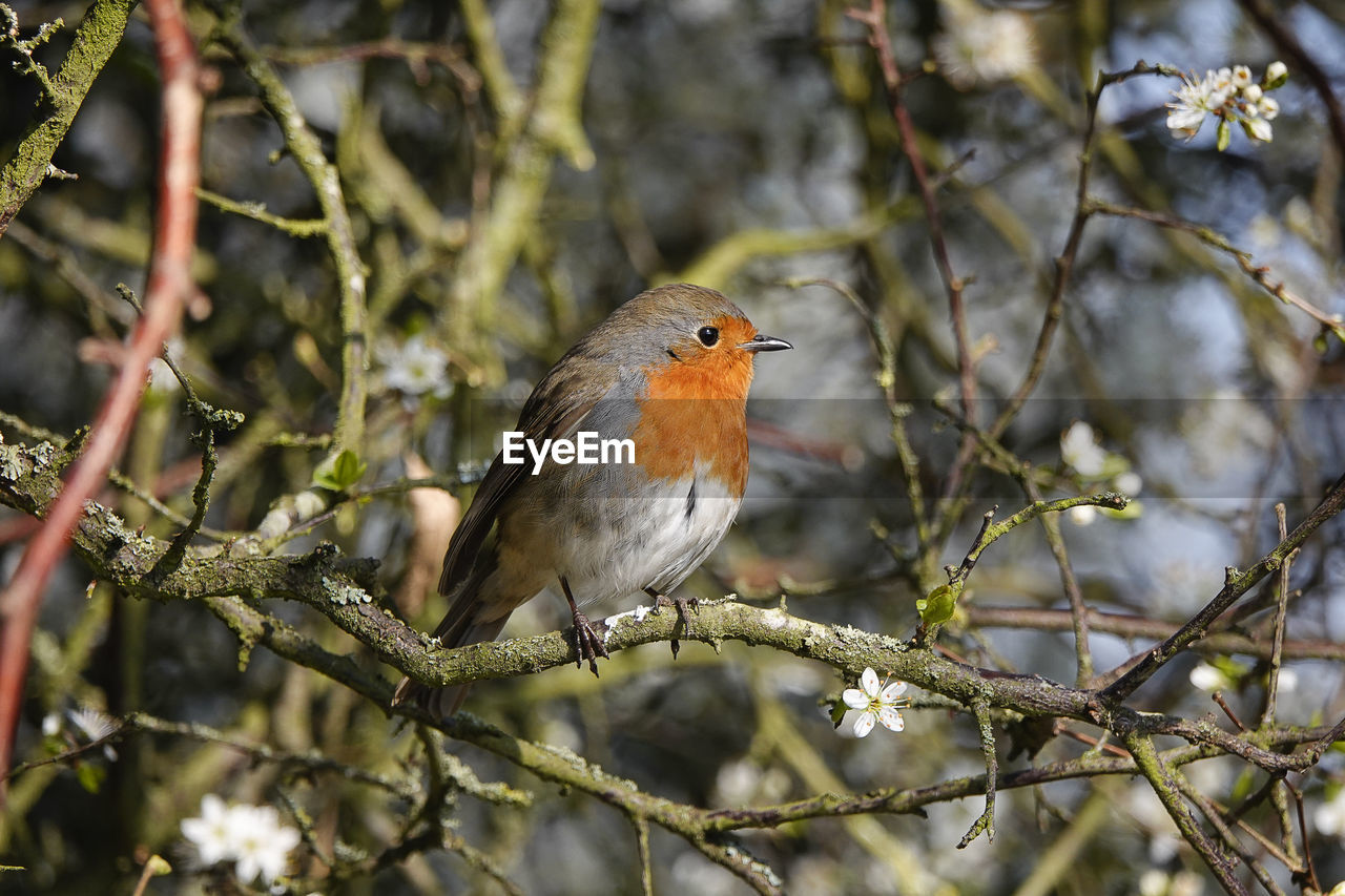 CLOSE-UP OF BIRDS PERCHING ON BRANCH