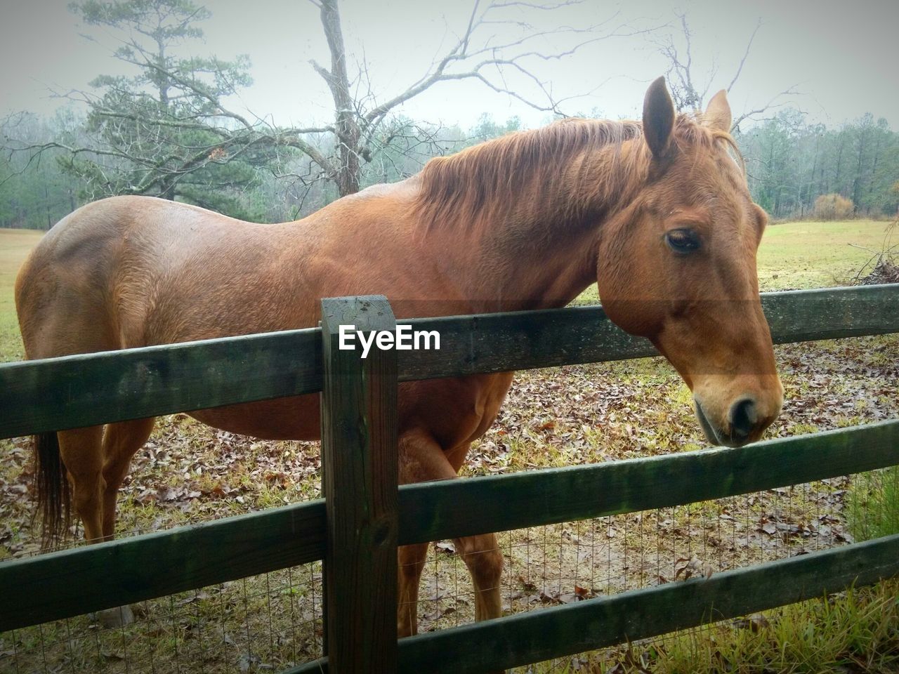 HORSES ON FENCE