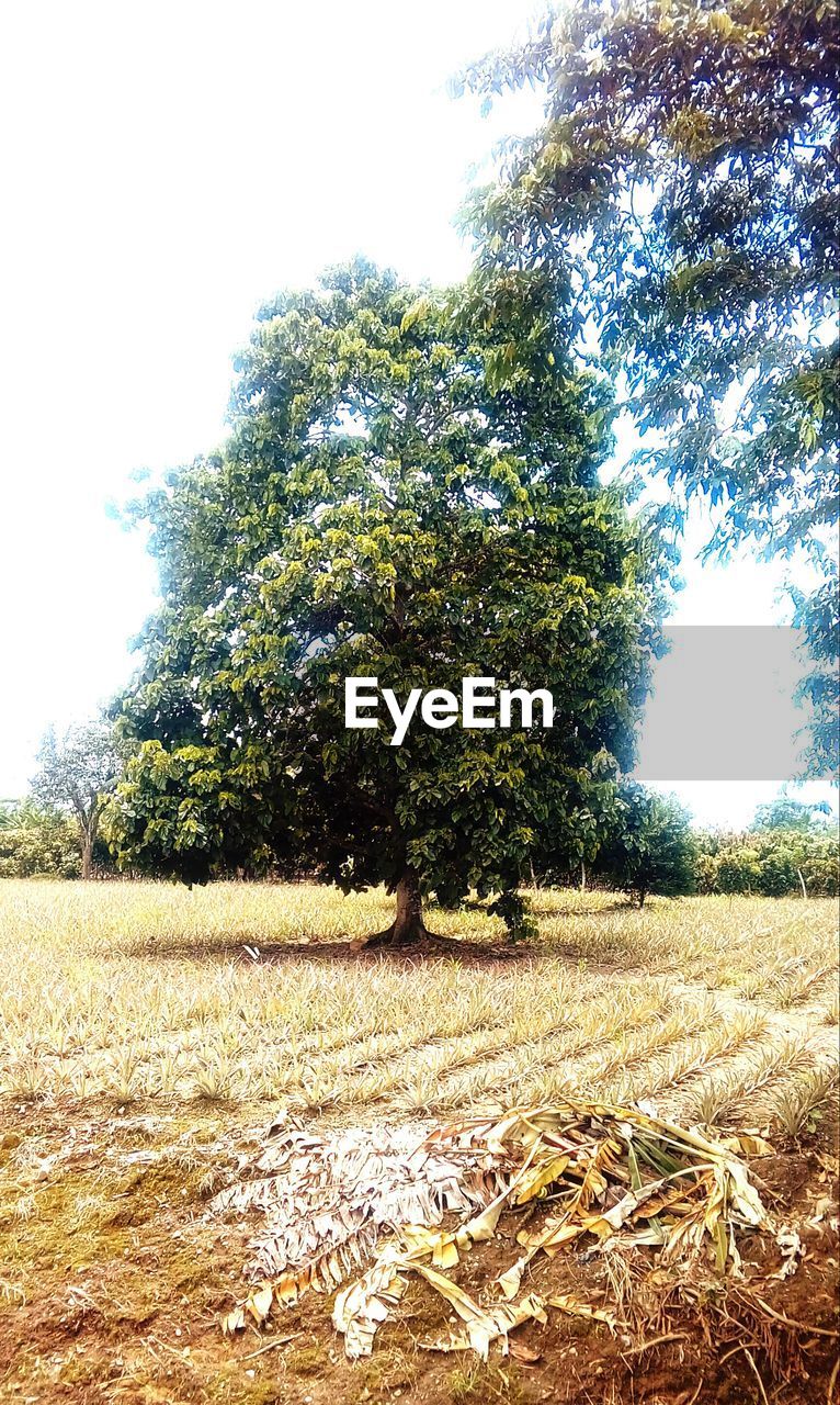 VIEW OF TREES ON FIELD