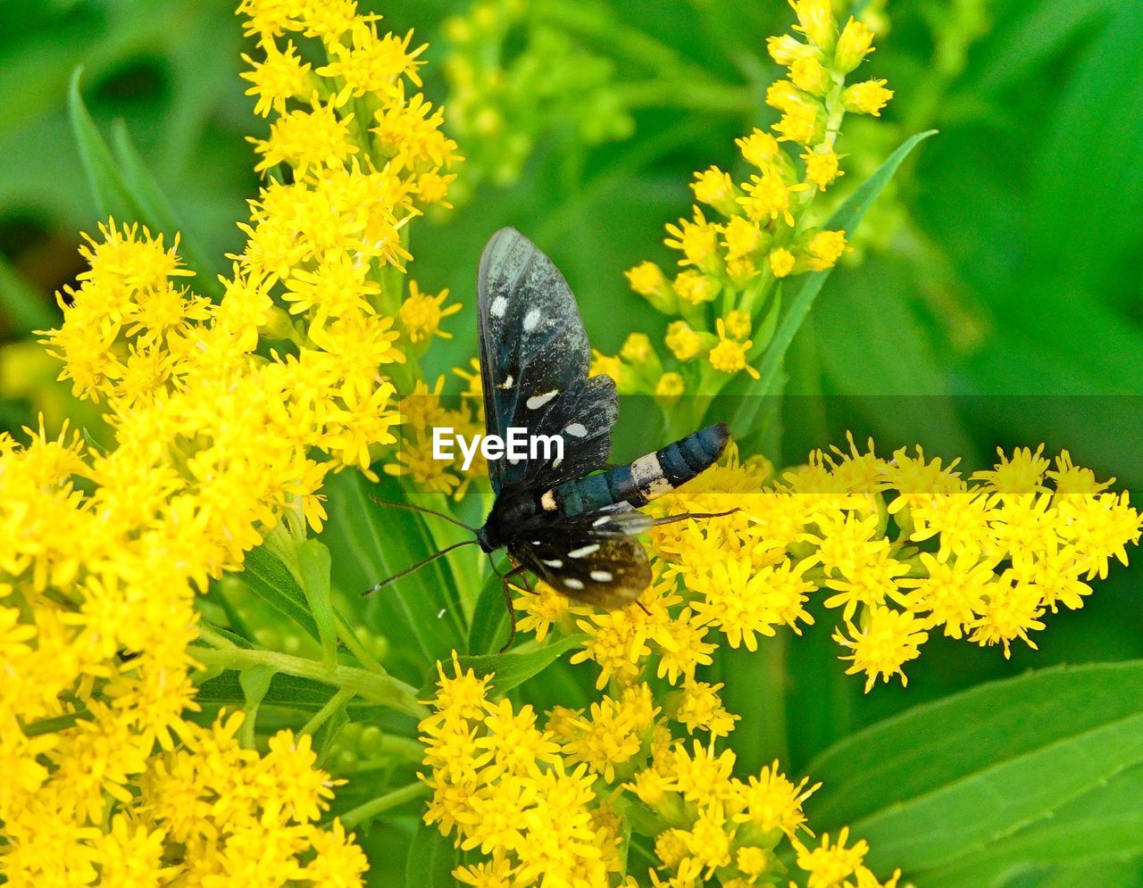 HONEY BEE ON YELLOW FLOWER