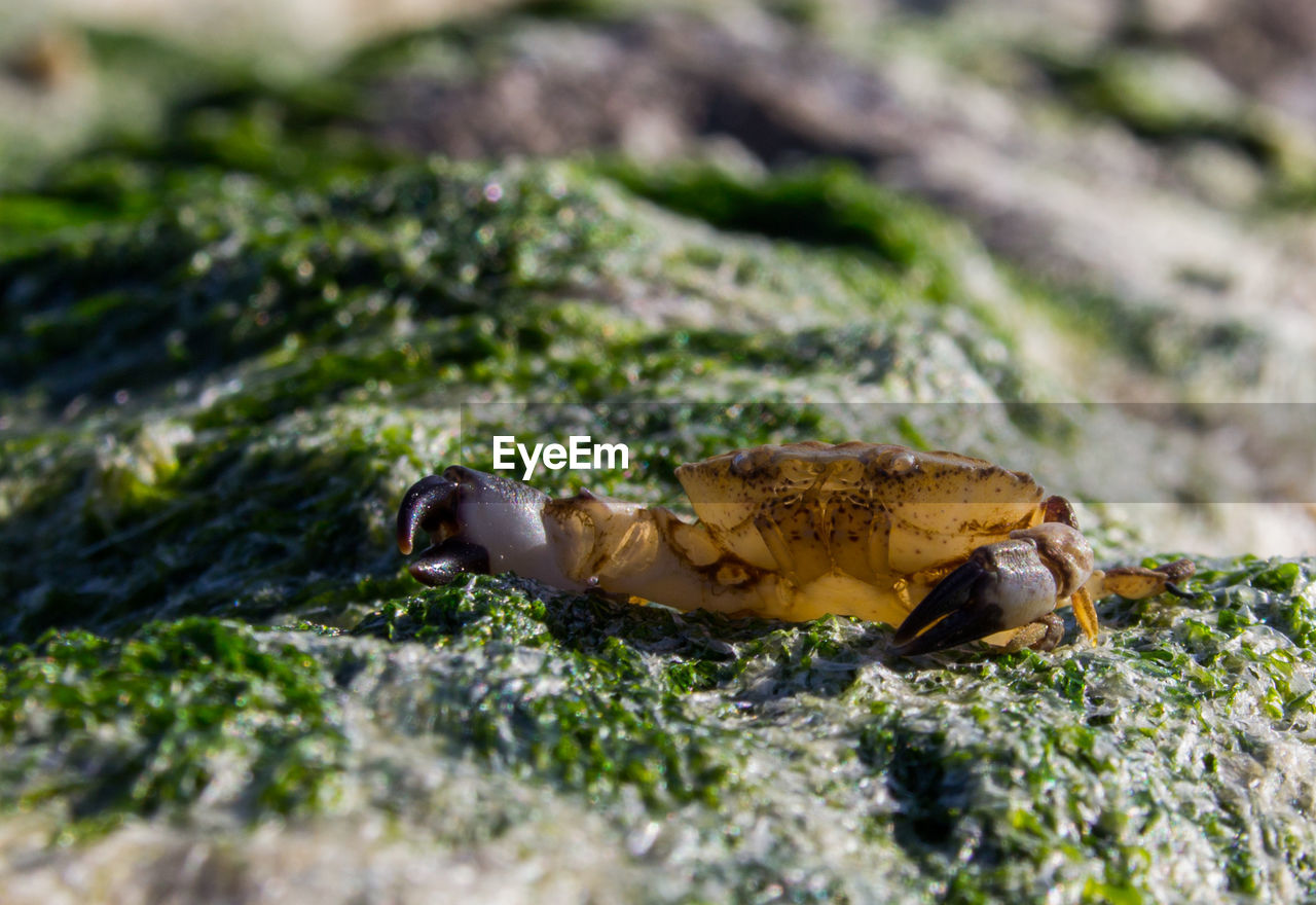 Close-up of crab on rock