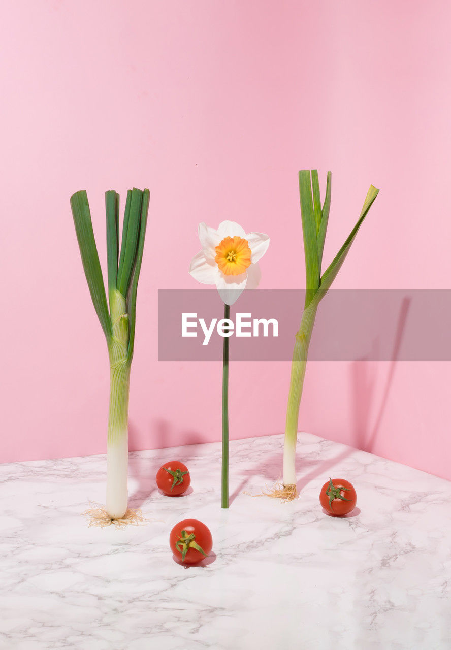 Spring onion, garlic, cherry tomatoes and flower standing on pastel pink and marble background