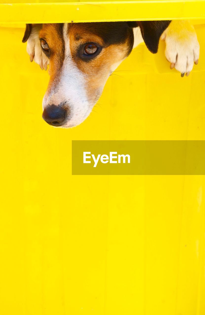 High angle view of dog on yellow background