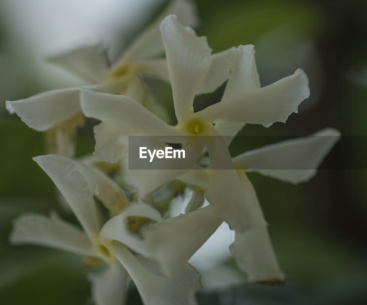 Close-up of white flowers blooming outdoors