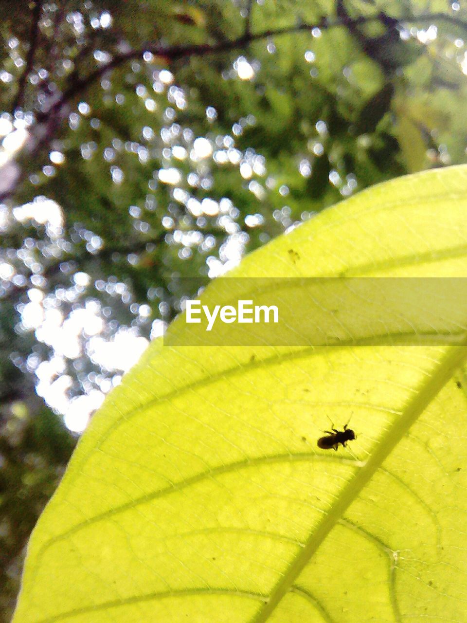 CLOSE-UP OF INSECT ON LEAF