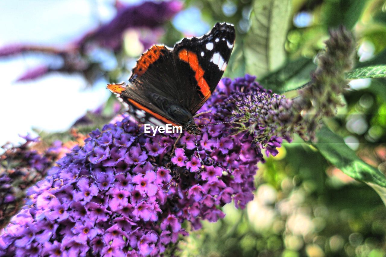 Close-up of butterfly pollinating on purple flower