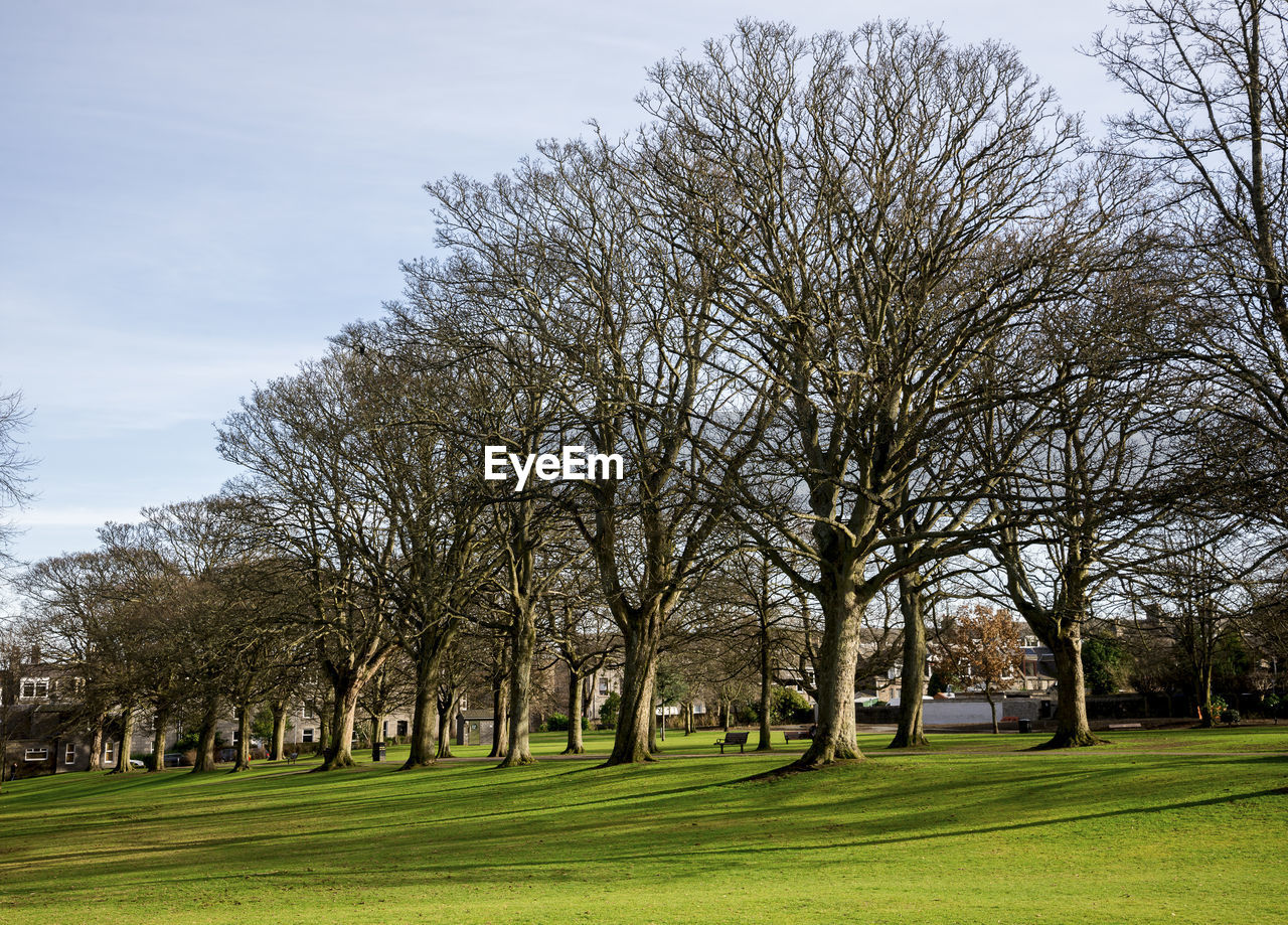 BARE TREES IN PARK