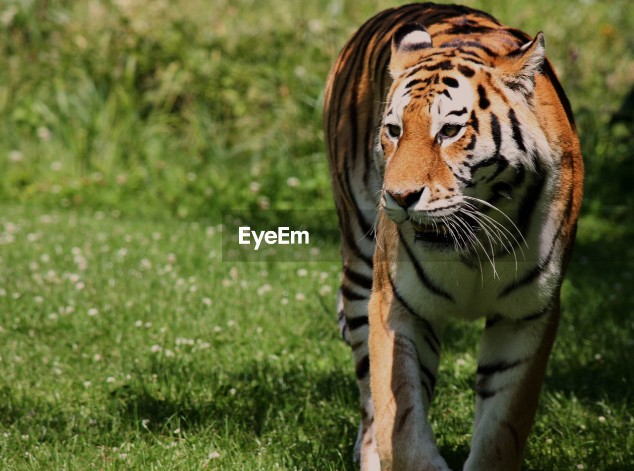 Tiger walking on grass