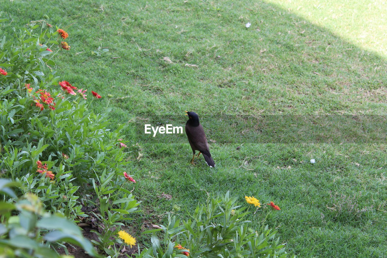 HIGH ANGLE VIEW OF SPARROW PERCHING ON GRASS