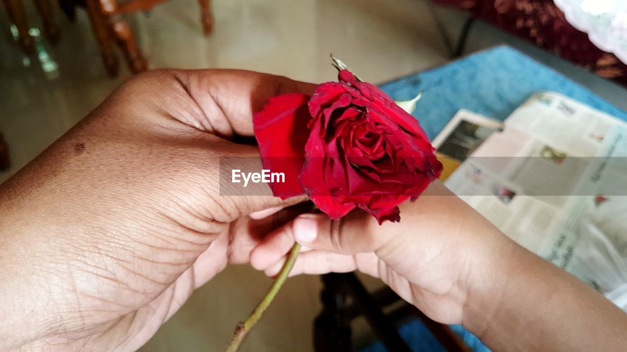 MIDSECTION OF PERSON HOLDING RED ROSE