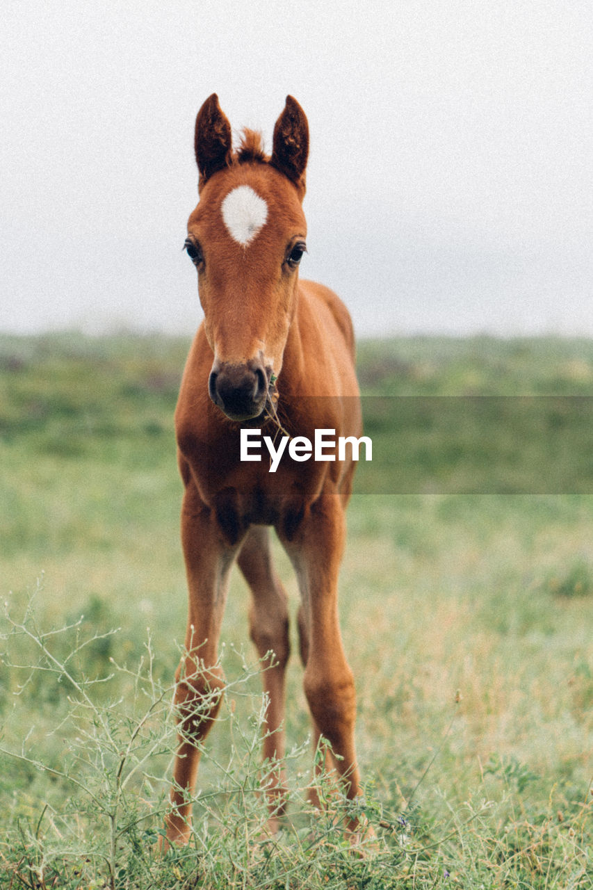 Horse standing on field