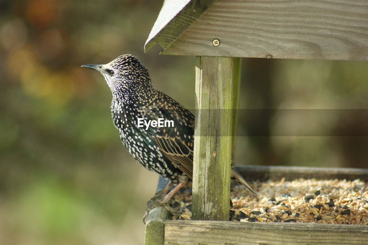 Bird perching on wood