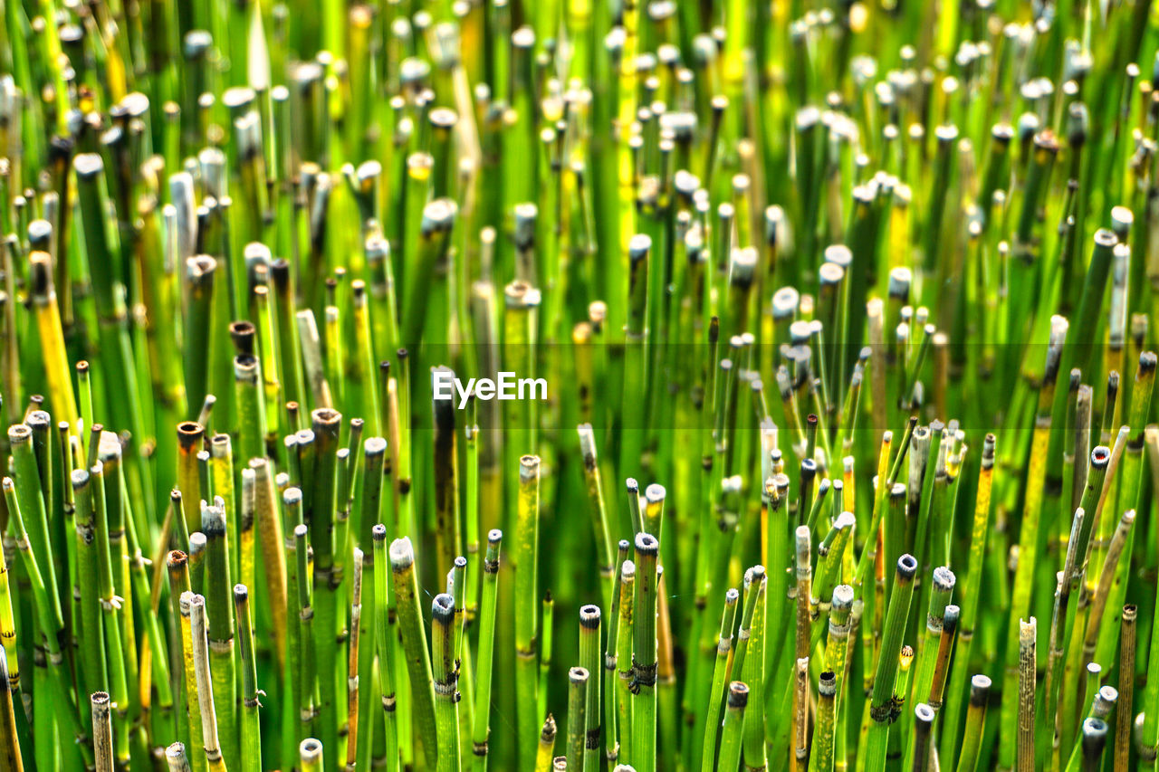 green, plant, grass, growth, beauty in nature, field, plant stem, nature, lawn, grassland, backgrounds, meadow, full frame, no people, freshness, land, drop, close-up, water, day, wheatgrass, wet, moisture, focus on foreground, outdoors, blade of grass, tranquility, sunlight, dew, environment, selective focus, fragility, flower, leaf, lush foliage
