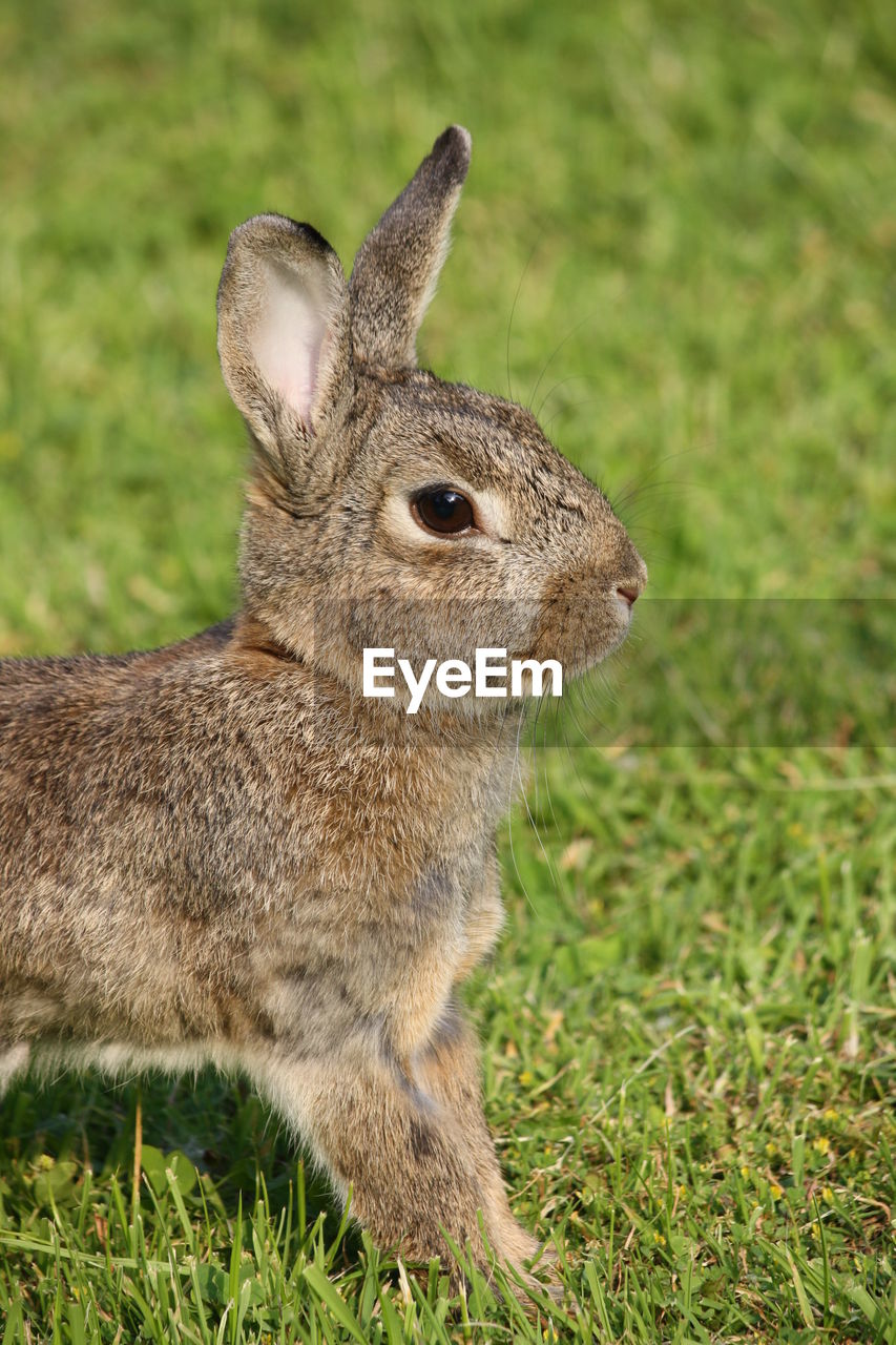 Close-up of rabbit on field