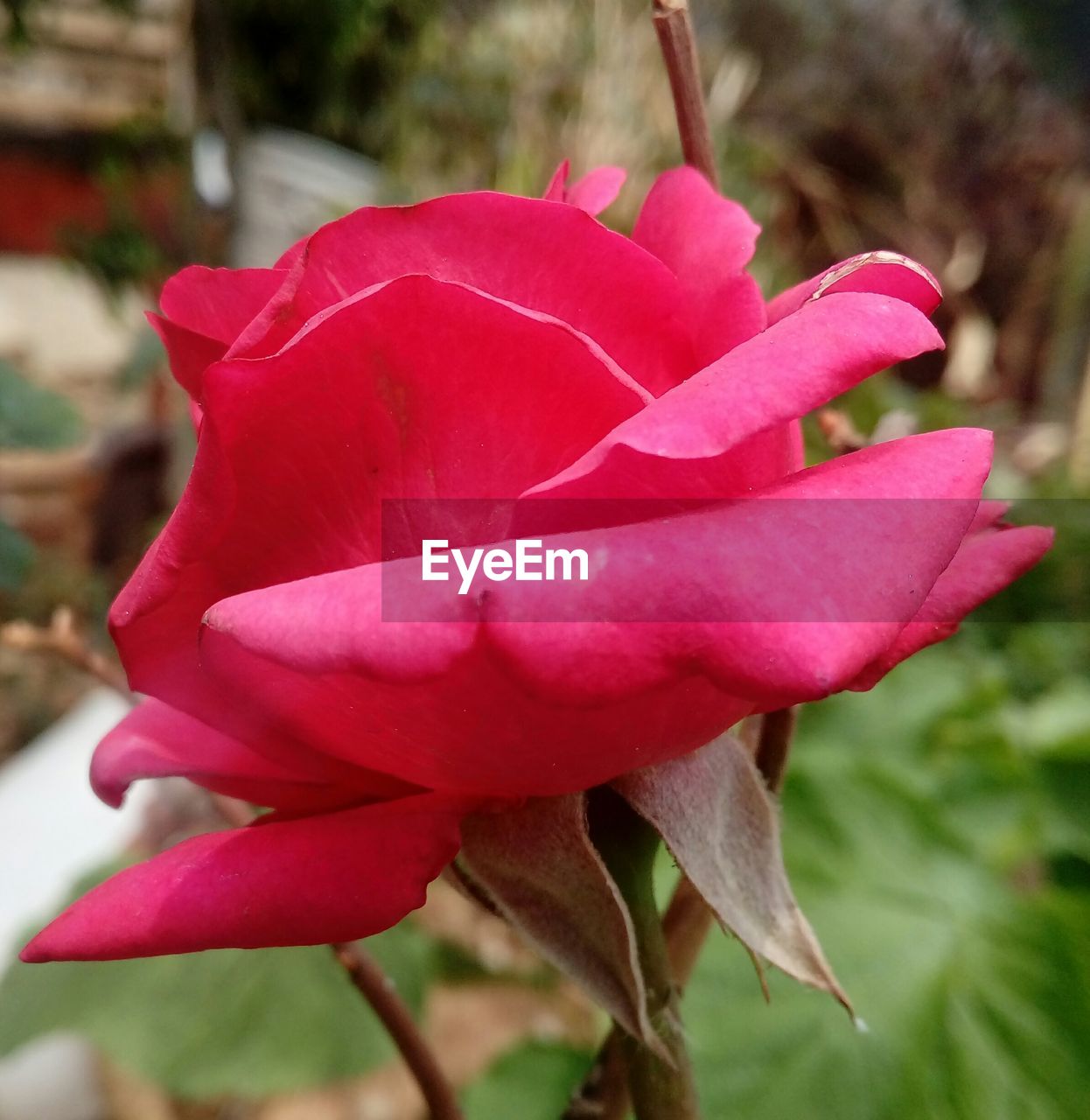 CLOSE-UP OF ROSE BLOOMING OUTDOORS