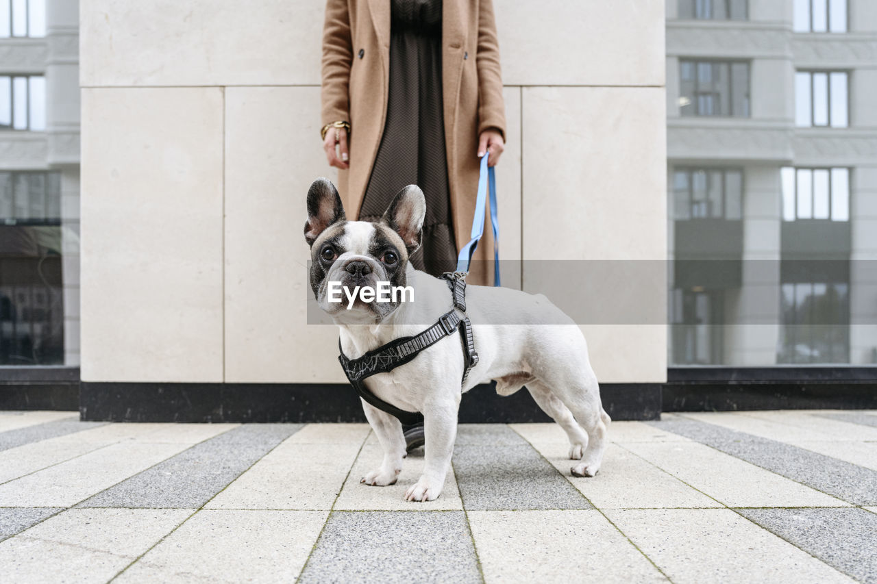 Woman standing with french bulldog on footpath