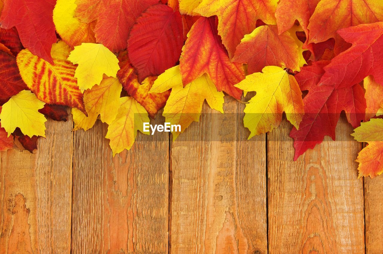 Autumn leaf pile on wood background