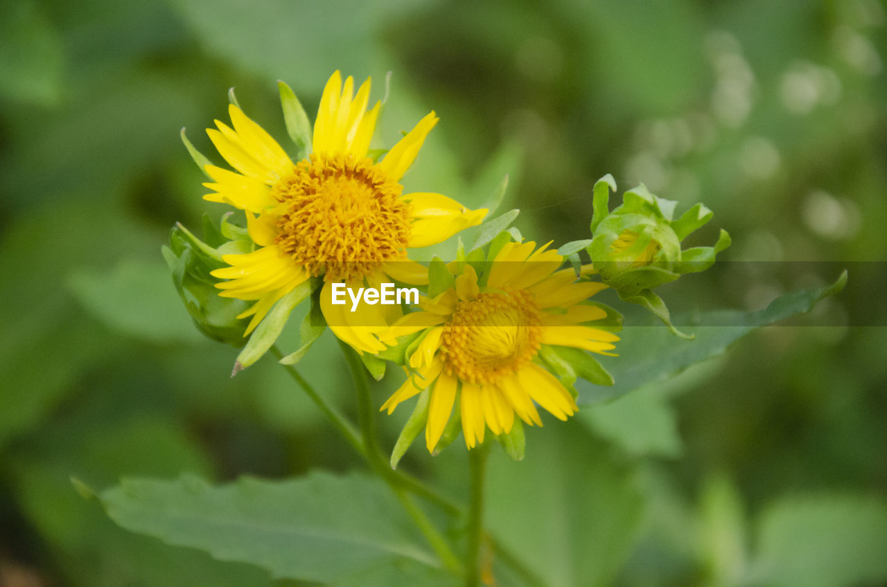 CLOSE-UP OF YELLOW FLOWERS