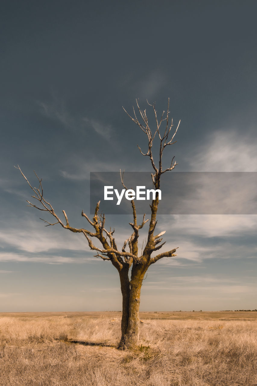 Bare tree on landscape against sky