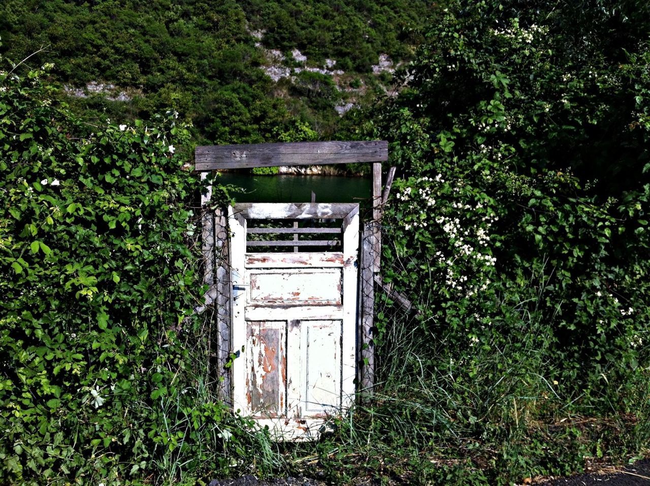 Old gate among bushes