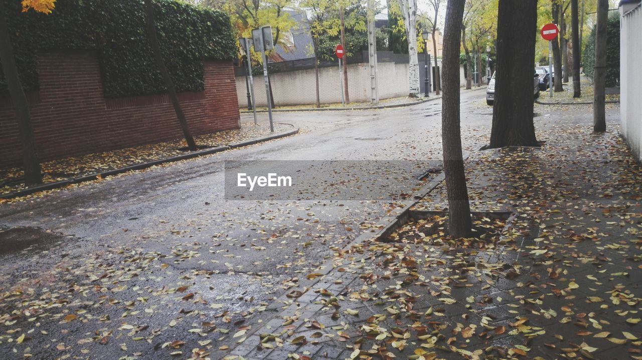 TREES GROWING OUTDOORS