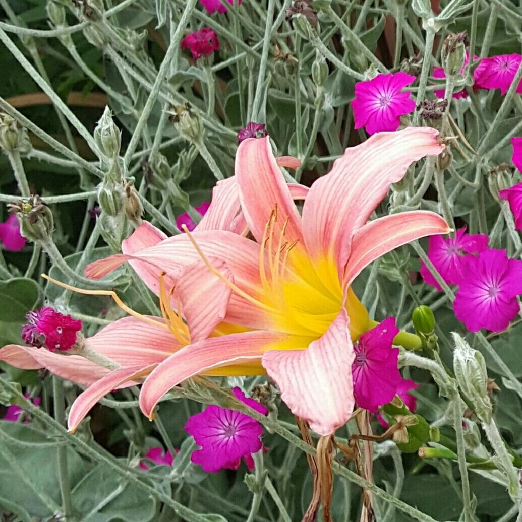 CLOSE-UP OF PINK FLOWERS BLOOMING