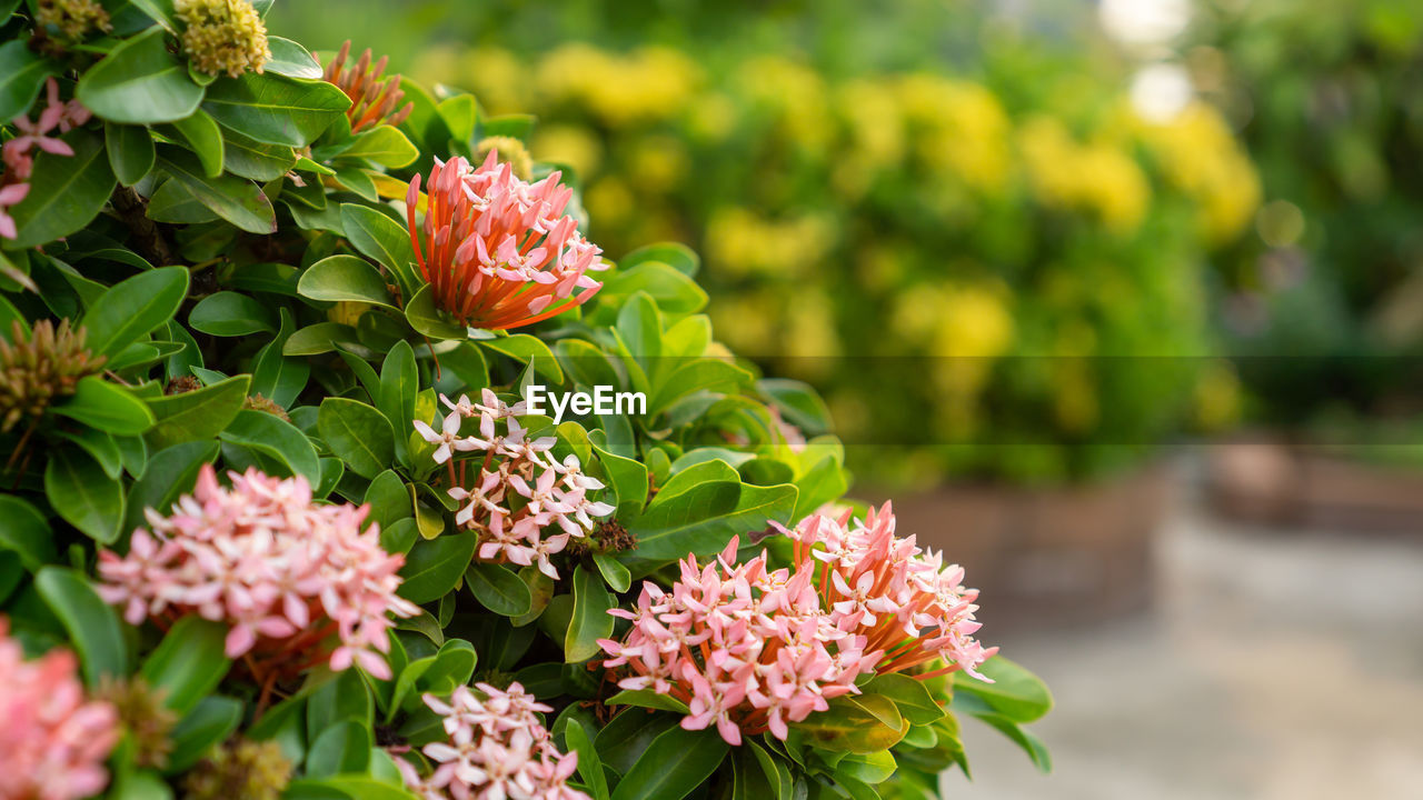 Close-up of pink ixora flowering plant blooming