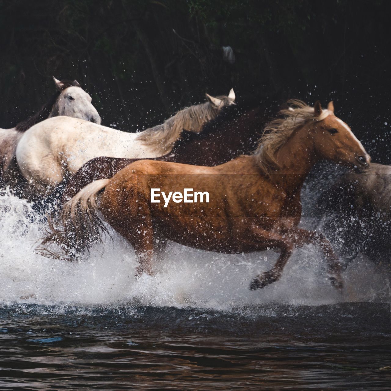 Wild horses running on stream