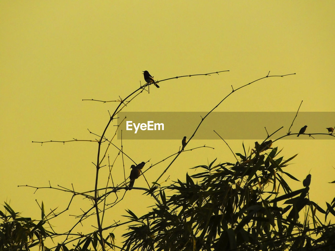 LOW ANGLE VIEW OF BIRD PERCHING ON BRANCH