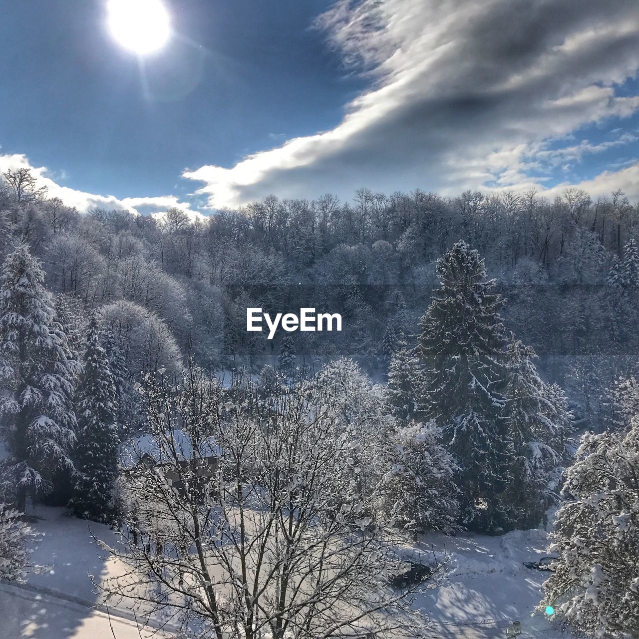 LOW ANGLE VIEW OF TREES AGAINST SKY DURING WINTER