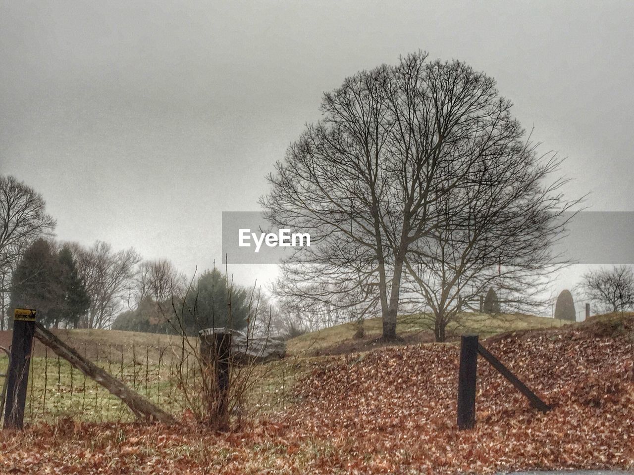 BARE TREES ON FIELD AGAINST SKY