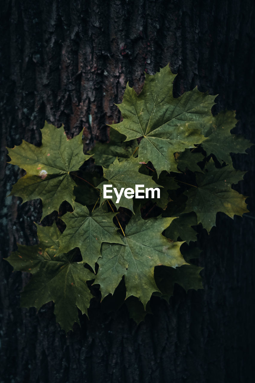 tree, leaf, plant part, green, plant, nature, no people, growth, branch, beauty in nature, land, outdoors, close-up, food and drink, backgrounds, autumn, freshness, maple, black background, dark, grape leaves, food, maple leaf