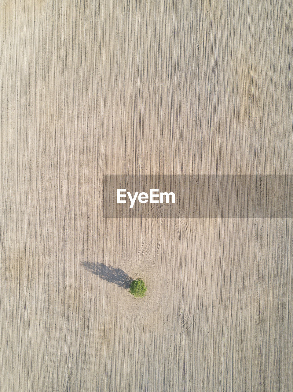 Aerial view of tree on land