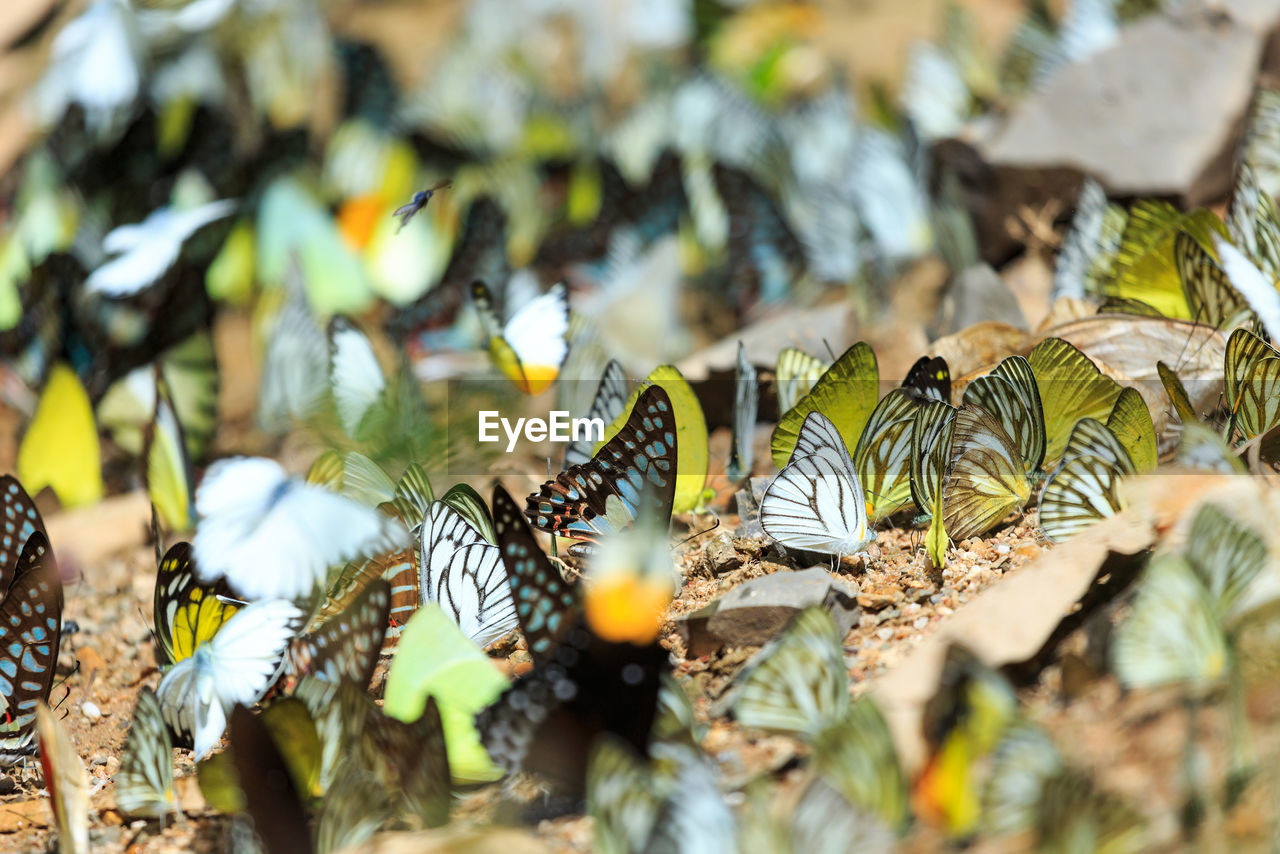 CLOSE-UP OF BUTTERFLY ON FLOWERS