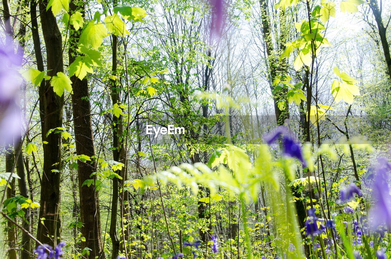 LOW ANGLE VIEW OF PLANTS AGAINST TREES